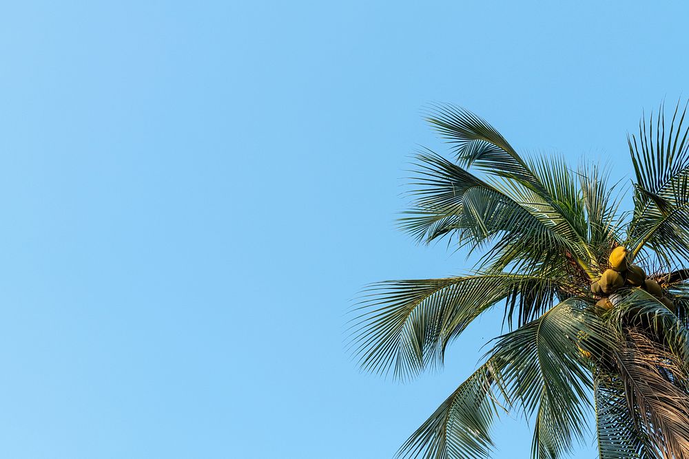 Coconut palm tree on cloudscape background