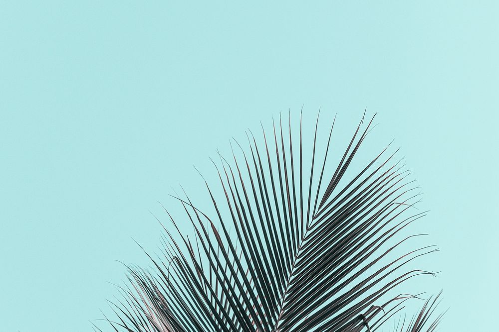 Coconut palm leaves on blue sky background