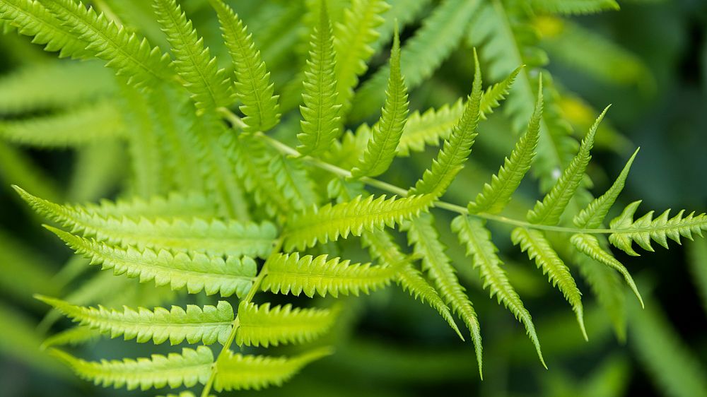 Close up fresh green fern leaves