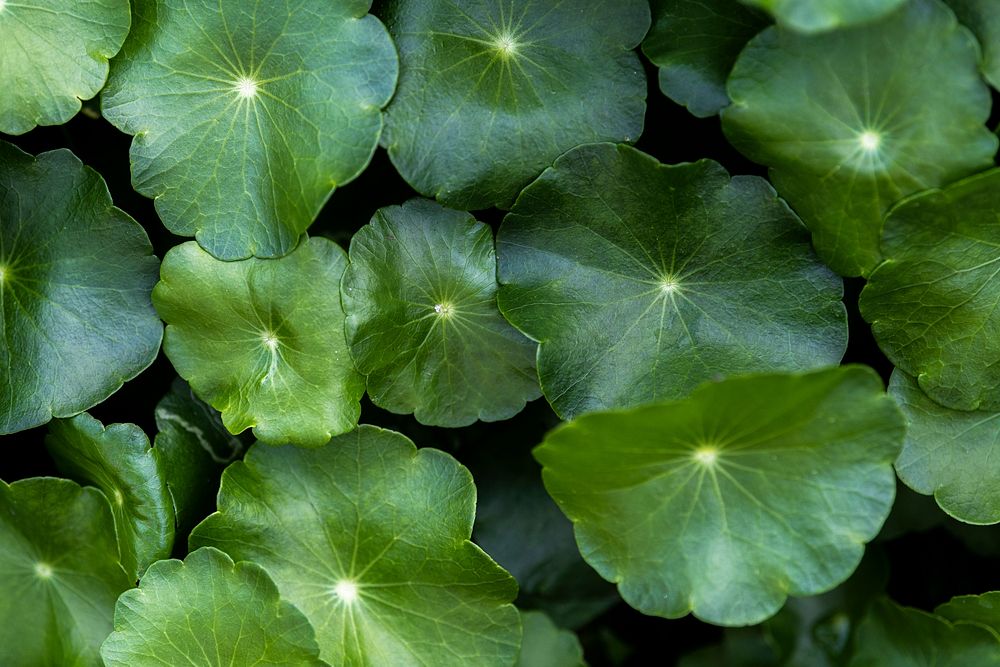 Green leafy pennyworth background