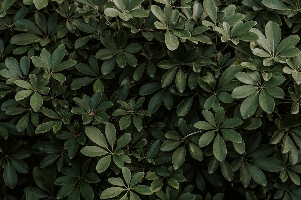 Fresh natural green Schefflera Arboricola background