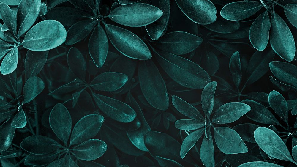 Leaf desktop wallpaper, fresh natural green Schefflera Arboricola background