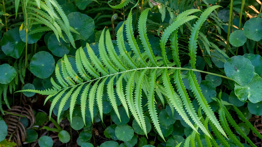 Fresh green fern leaves with Pennywort