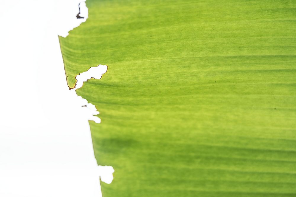 Close up of a big green banana leaf
