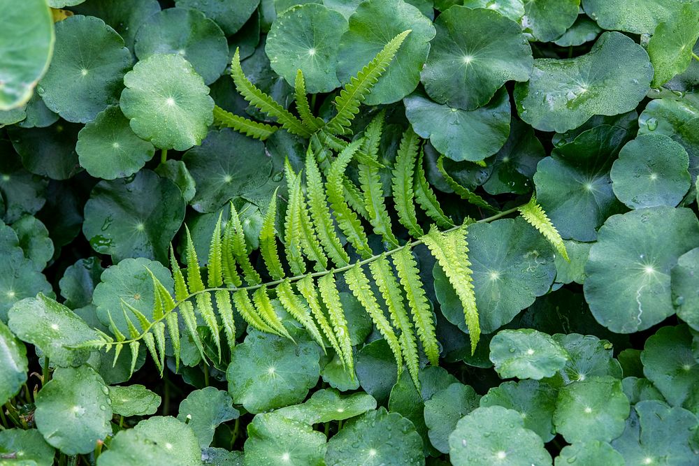Fresh green fern leaves with Pennywort