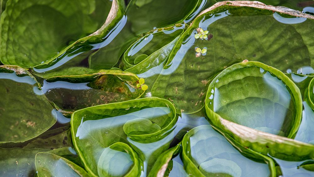 Green water lily leaves in pond