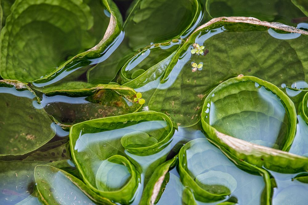 Green water lily leaves in pond