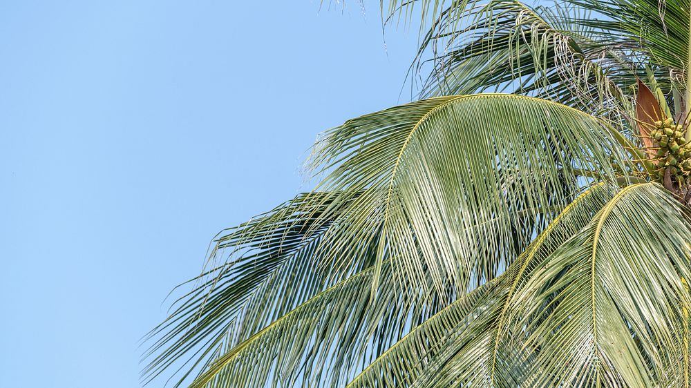 Coconut palm leaves on cloudscape background