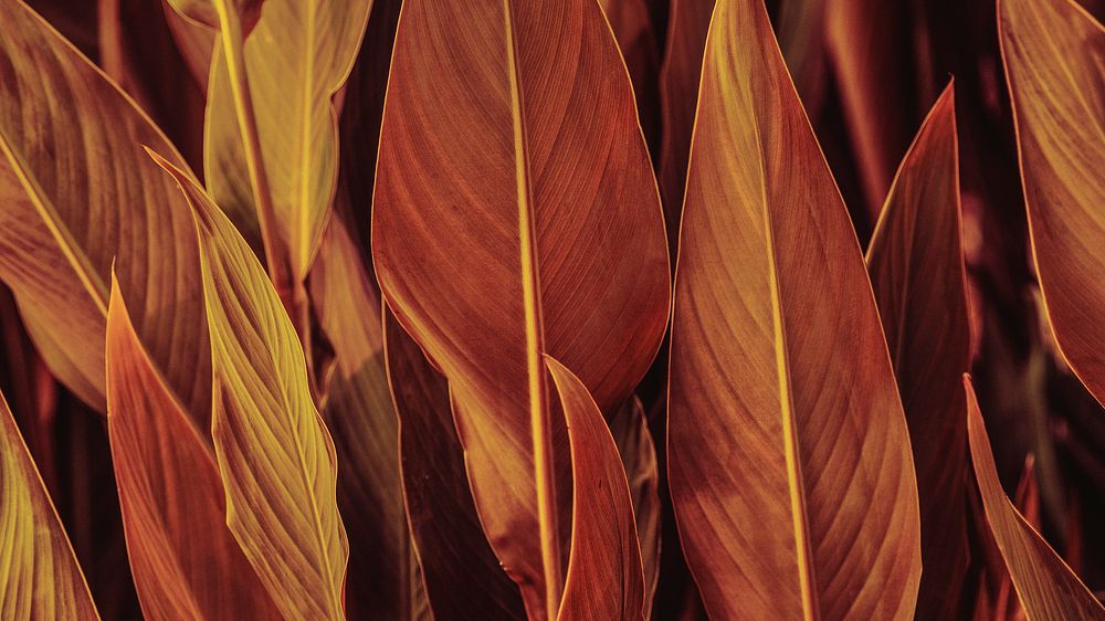 Nature desktop wallpaper, brown calathea leaves background