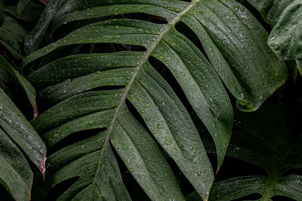 Wet Monstera deliciosa plant leaves in a garden