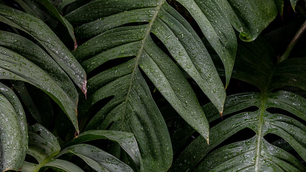 Nature desktop wallpaper background, wet Monstera deliciosa plant leaves