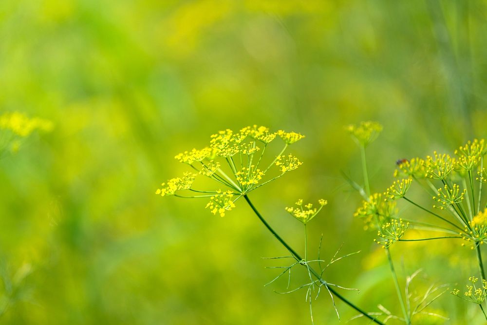 Natural yellow dill flowers in a field