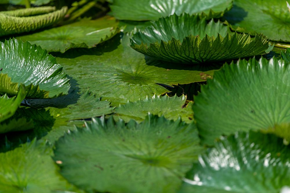 Round green water lily leaves in sunlight