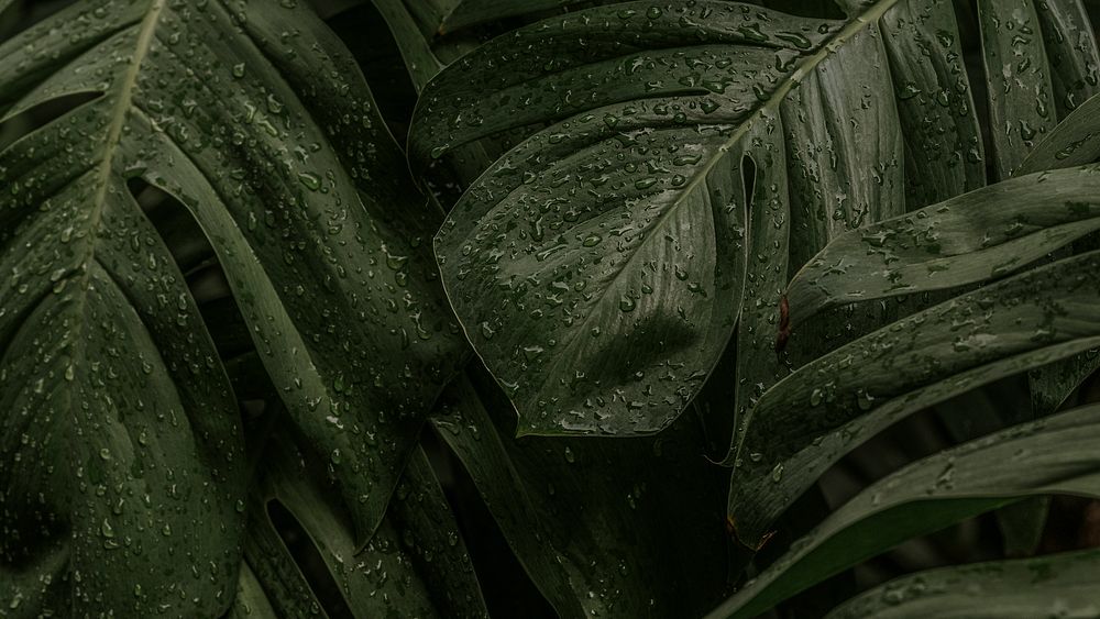 Leaf desktop HD wallpaper, green monstera leaves computer background, aesthetic nature image