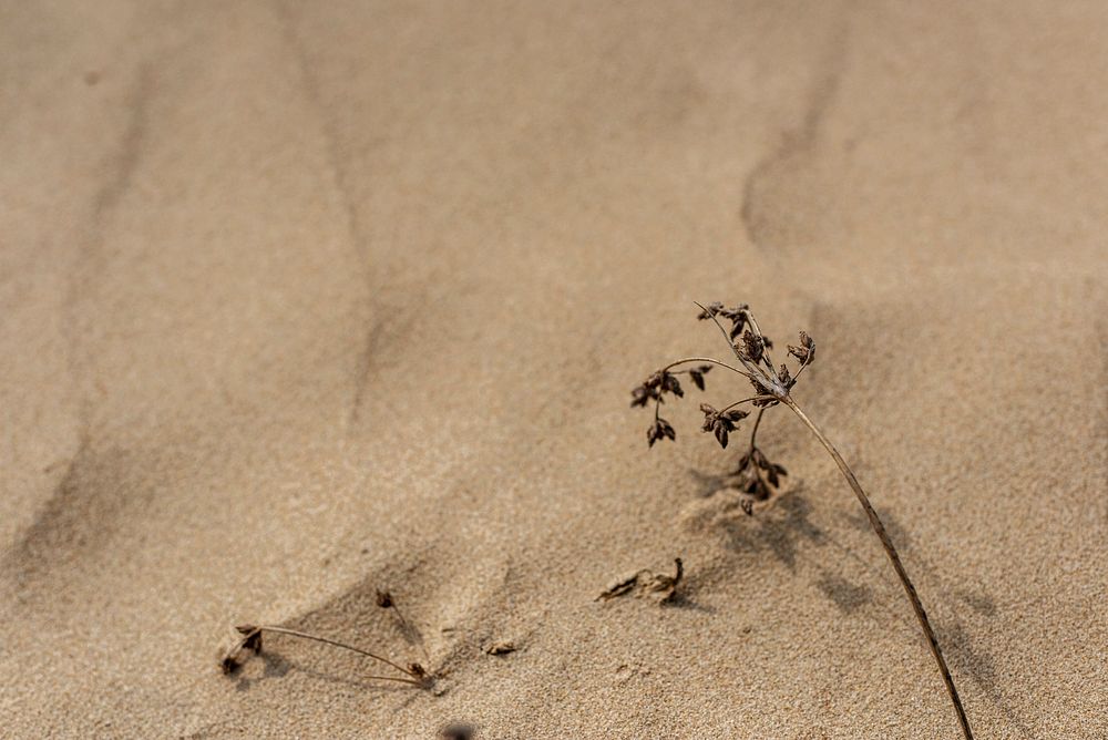 Dried plant on natural sand background