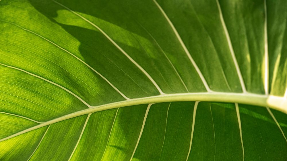 Close up of Monstera delicosa leaves