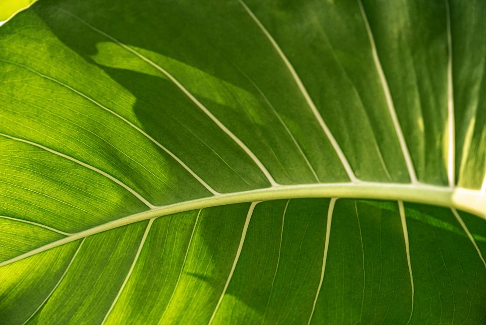 Close up of Monstera delicosa leaves