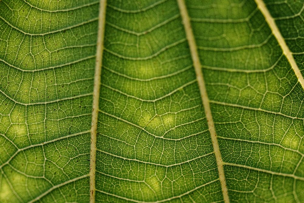 Line art pattern on dark green dwarf white leaf texture macro photography