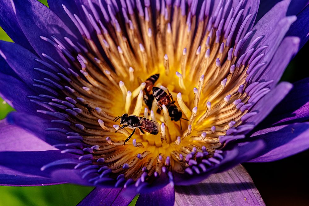 Bees pollinating a purple lotus