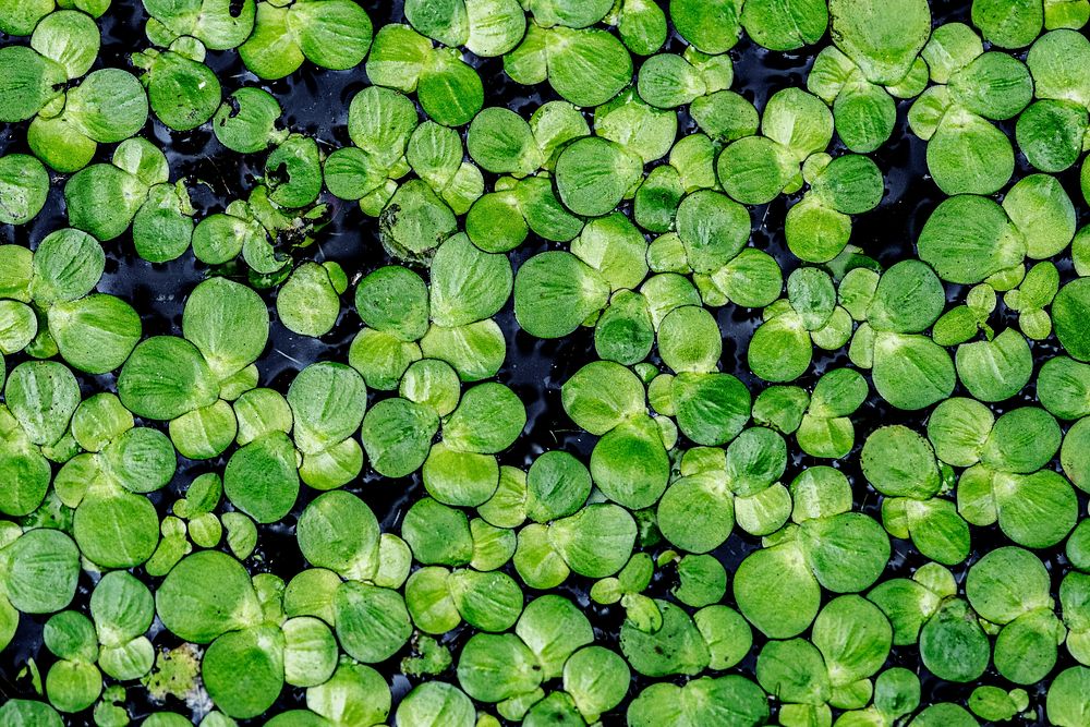 Blooming green Azolla or mosquito fern leaves in a pond background