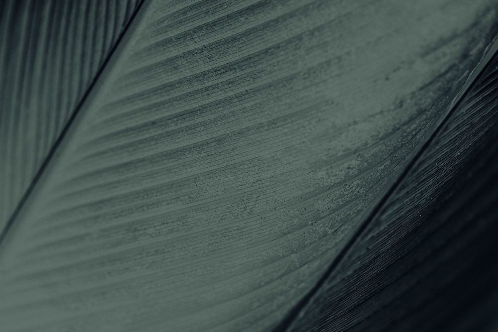 Close up of green Cigar flower leaves