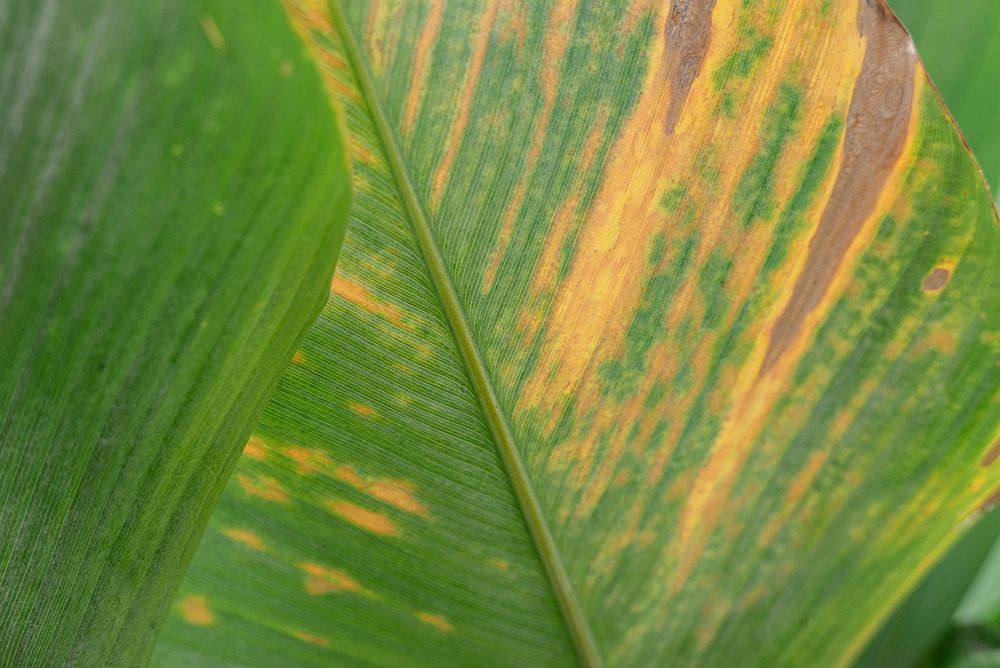 Close up of green Cigar flower leaves turning brown