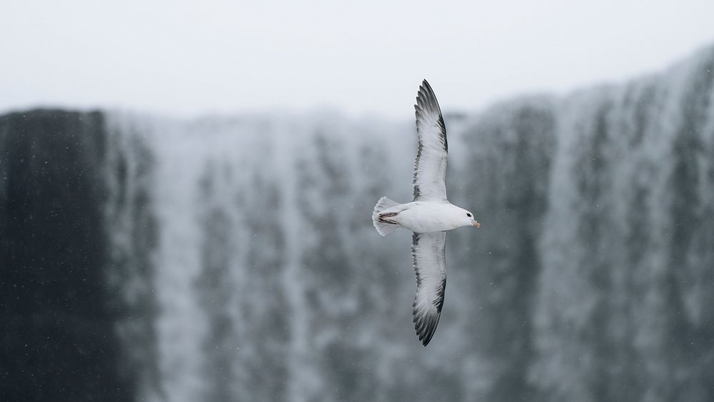 Animal desktop wallpaper background, seagull soaring over the Icelandic nature