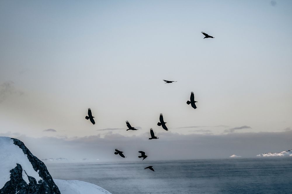 Flock of crows flying in the sky over Greenland