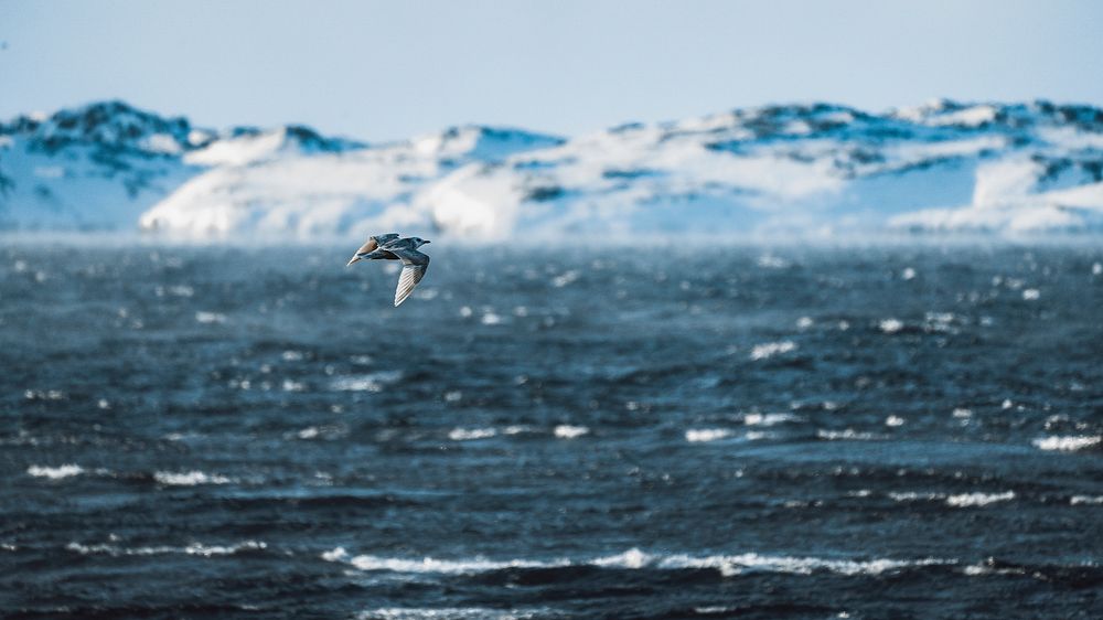 Ocean desktop wallpaper background, seagull flying over the sea in Greenland