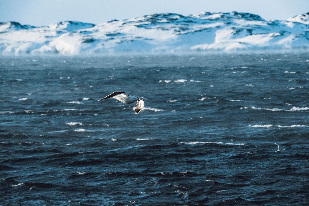 Seagull flying over the sea in Greenland