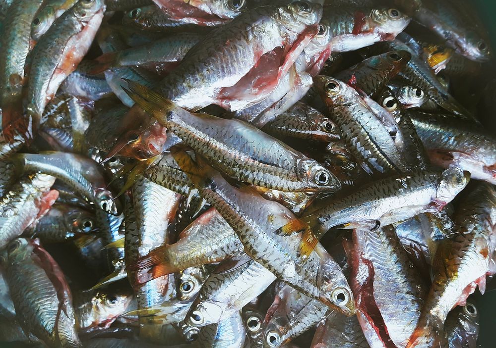 Fresh real fishes | Free Photo - rawpixel