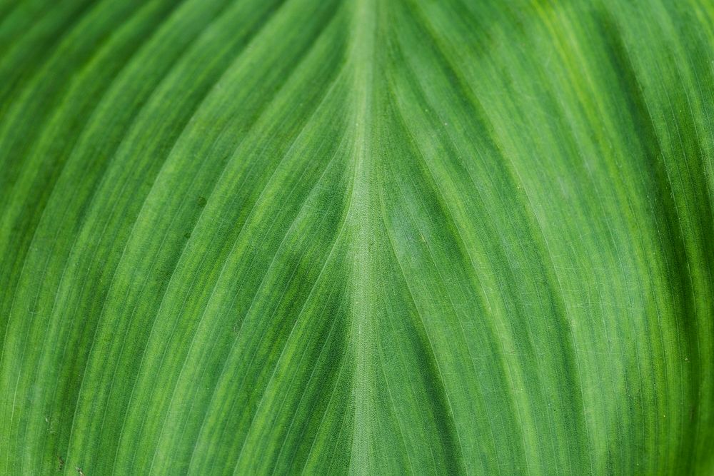 Closeup of green leaf textured background