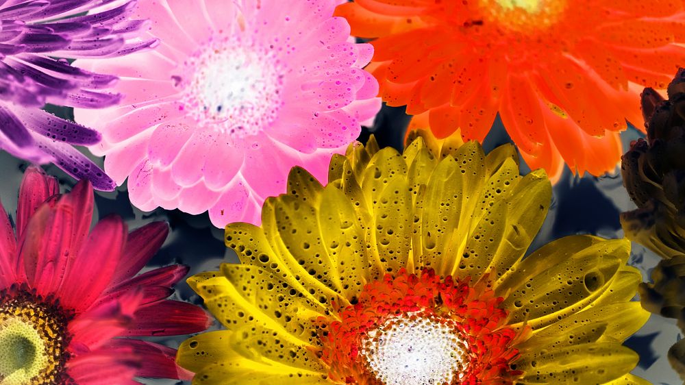 Flower desktop wallpaper background, negative filter