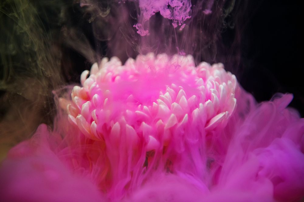Abstract pink color drop to the water flower shape