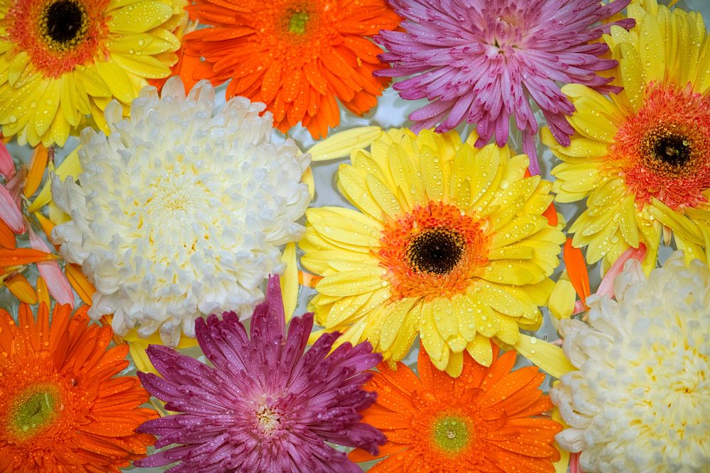 Closeup of colorful flowers floating on water background