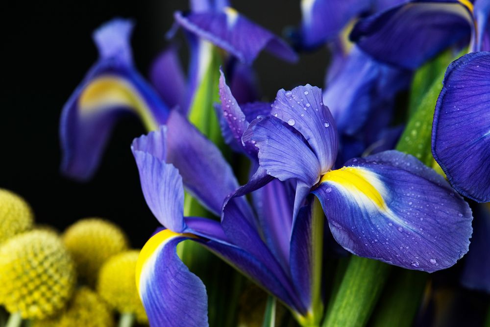 Closeup of irises flower
