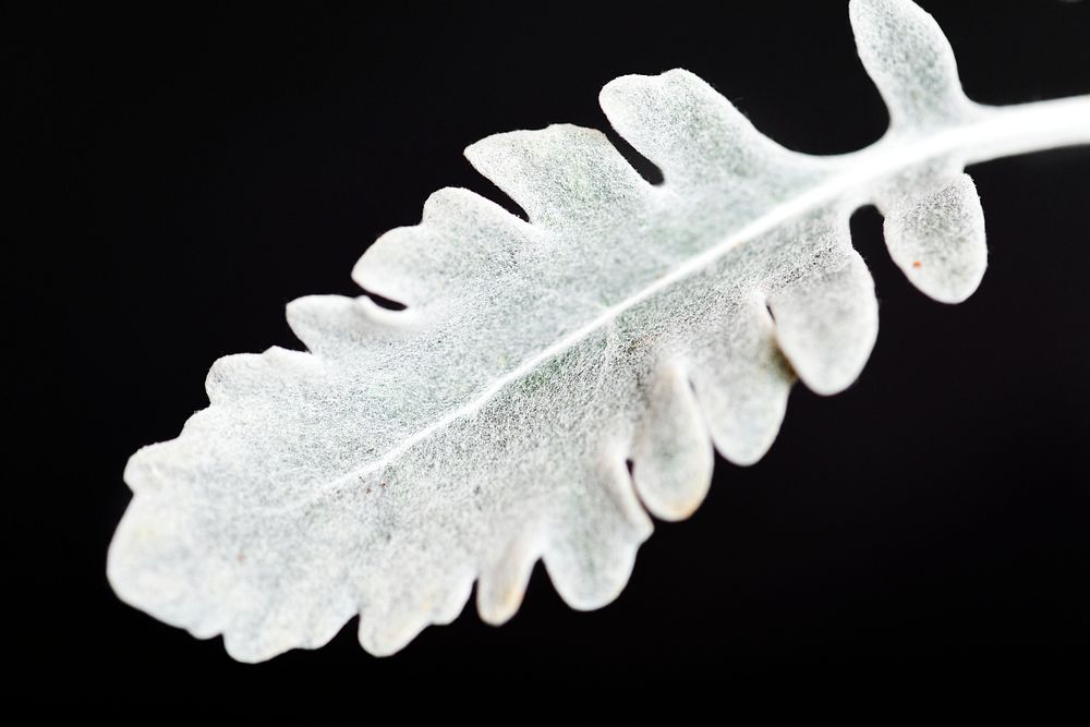 Closeup of white leaf on black background