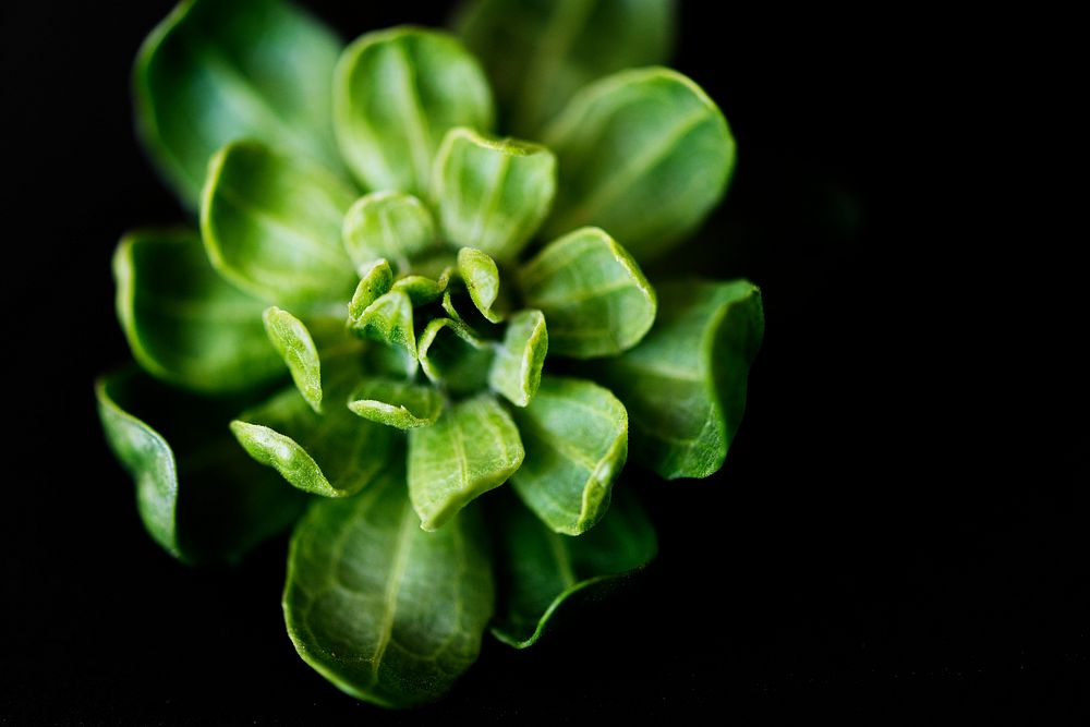 Closeup of green flower
