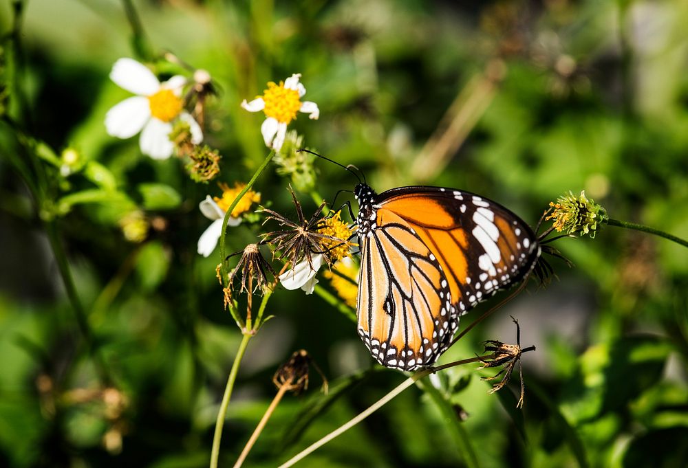 Closeup of Monarch butterfly