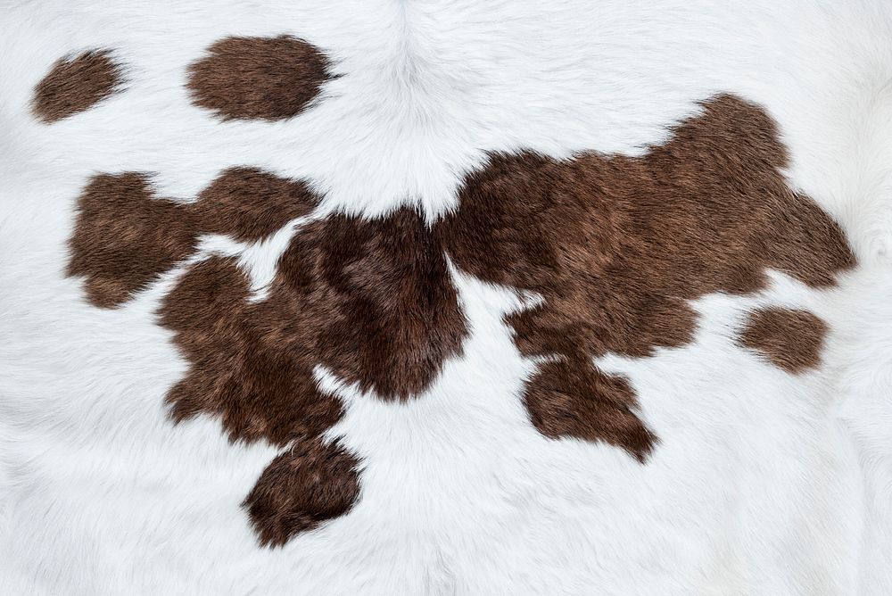 White cow hide with brown patches background