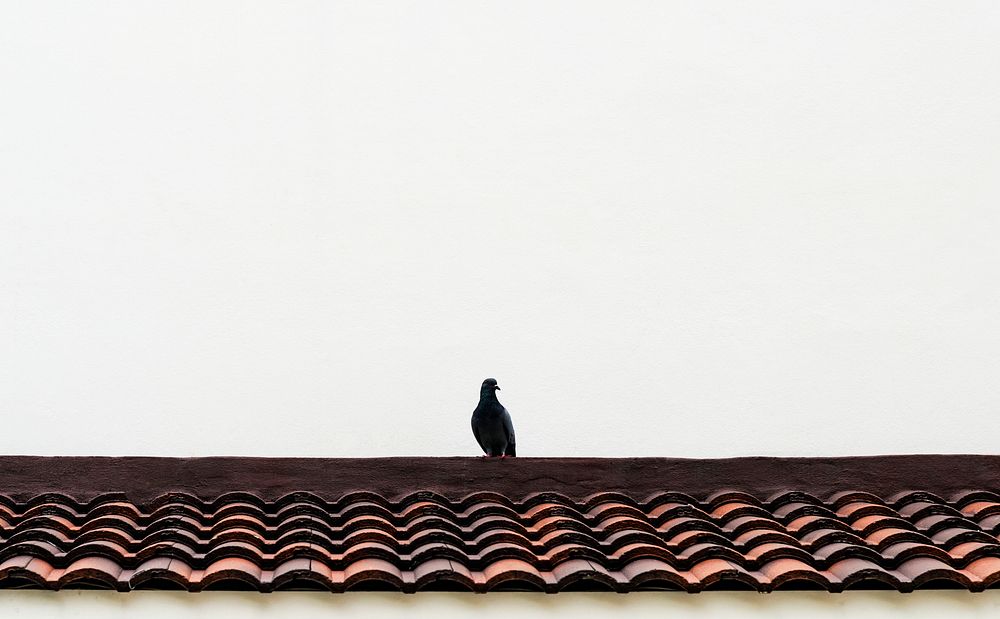 Small bird perched on the roof
