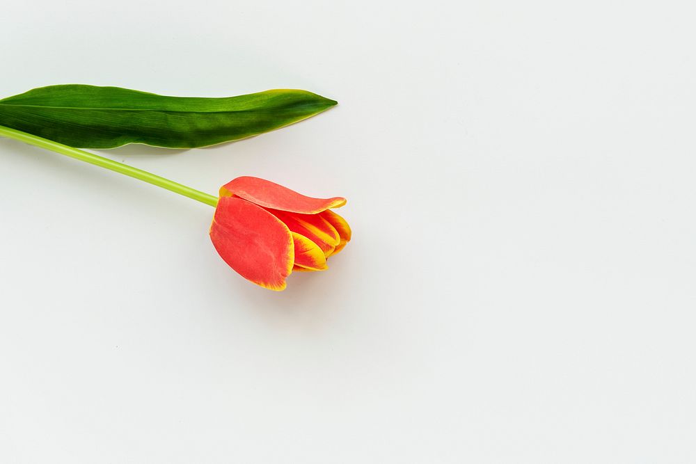 Orange tulip on blank background template