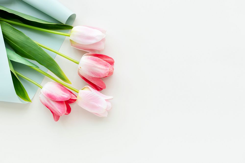 Pink tulips on blank white background template