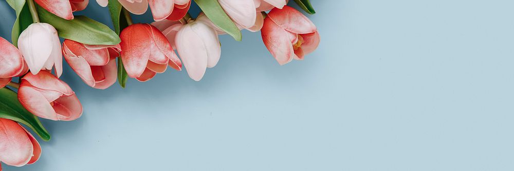 Red and white tulip on blank blue background template