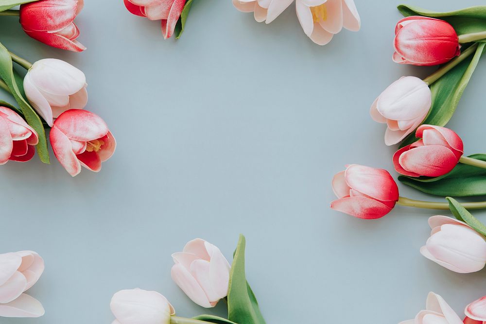 Red and white tulip on blank blue background template