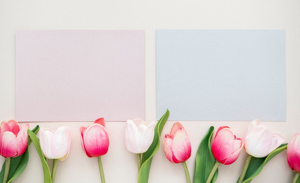 Tulips with pink and blue cards template