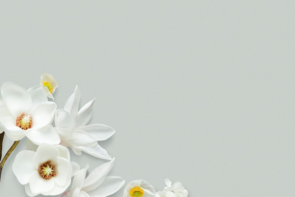 White magnolia pattern background