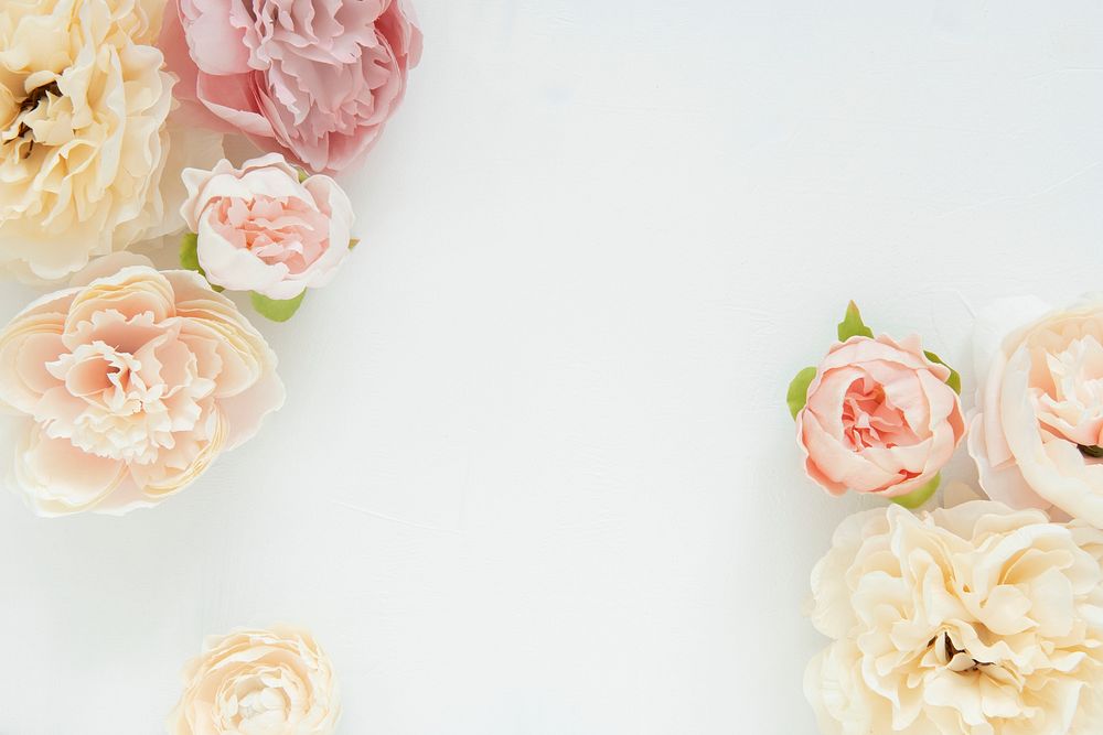 Pastel peony and ranunculus flowers on white background