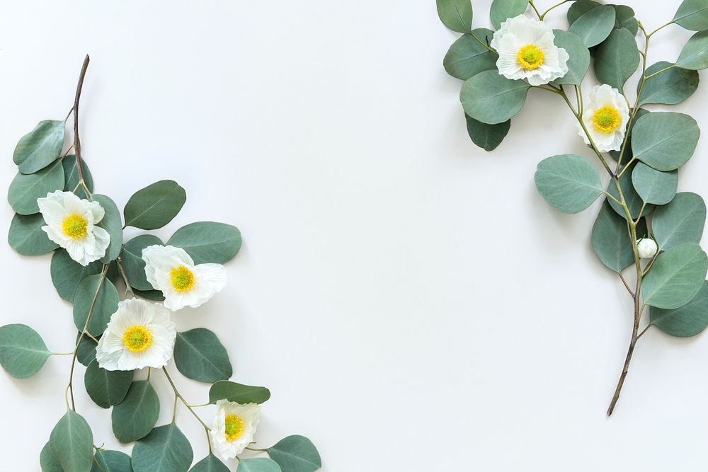 white poppy with eucalyptus leaves background