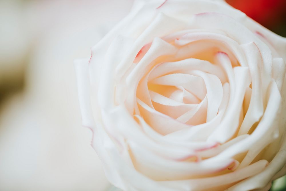 Light orange rose pattern background macro shot